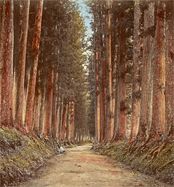 Allée des Cèdres d’Imaichi